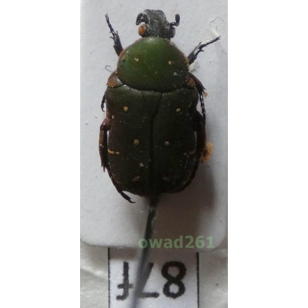 Glycyphana cuculus Burmeister, 1842 Philippines87f